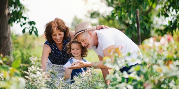 Senior grandparents and granddaughter gardening in the backyard garden.